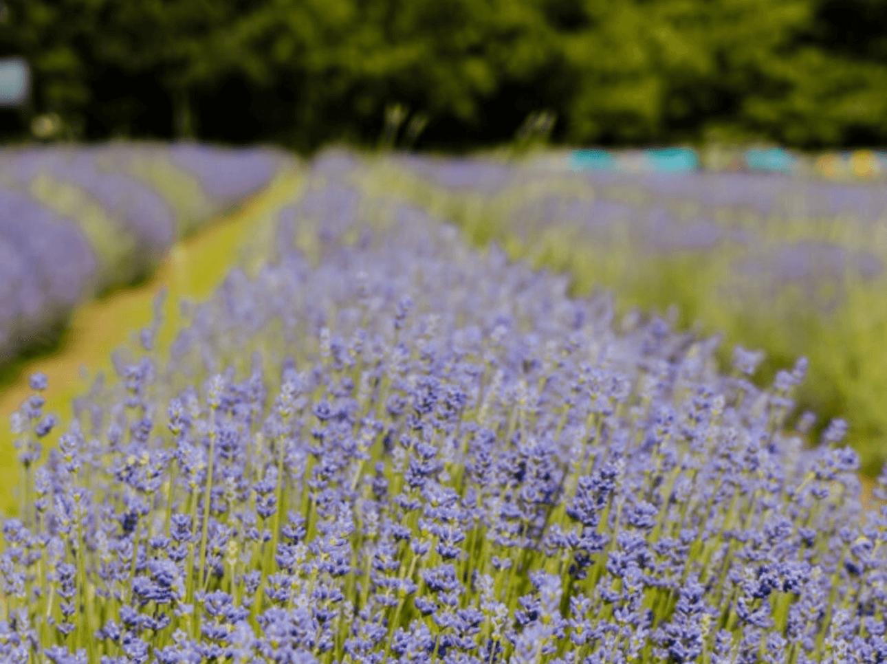 Campo di lavanda Physis Garden
